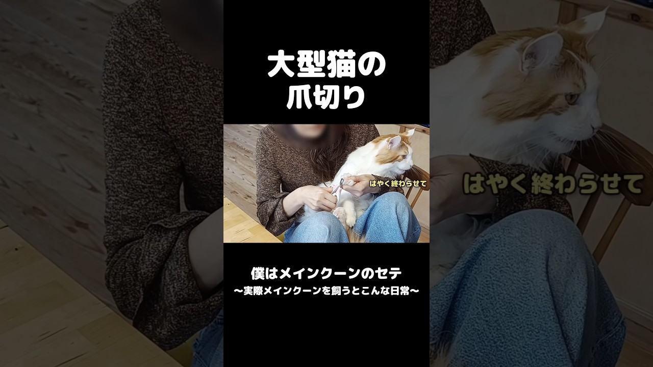 大型猫の爪切り #メインクーン #mainecoon #猫の居る暮らし #cat