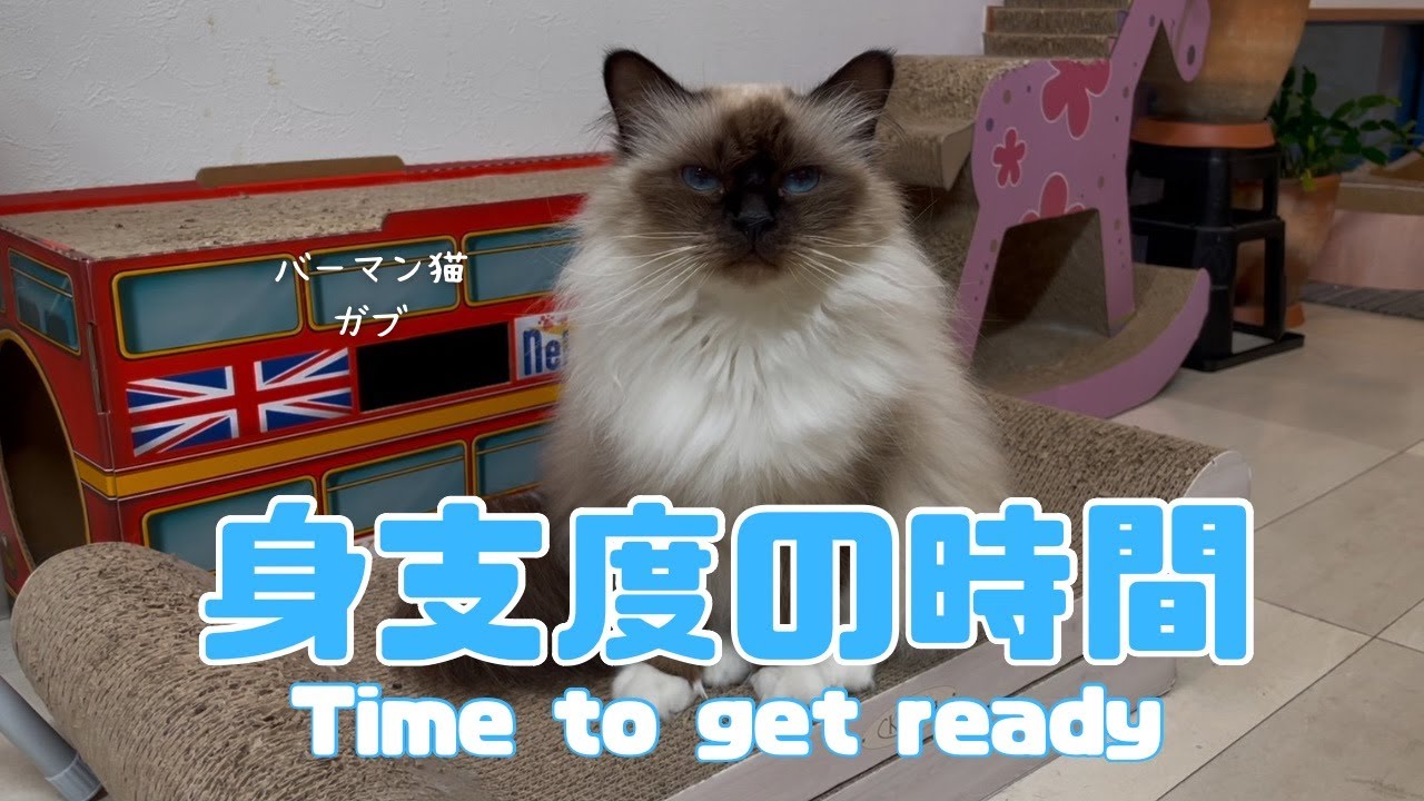 バーマン猫ガブ【身支度の時間】Time to get ready（バーマン猫）Birman/Cat