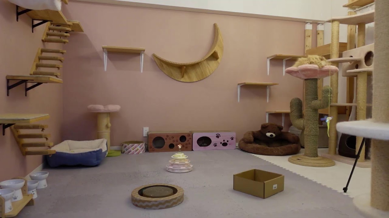 ねこ部屋から生放送！４にゃんライブ#猫のいる暮らし #もふもふ