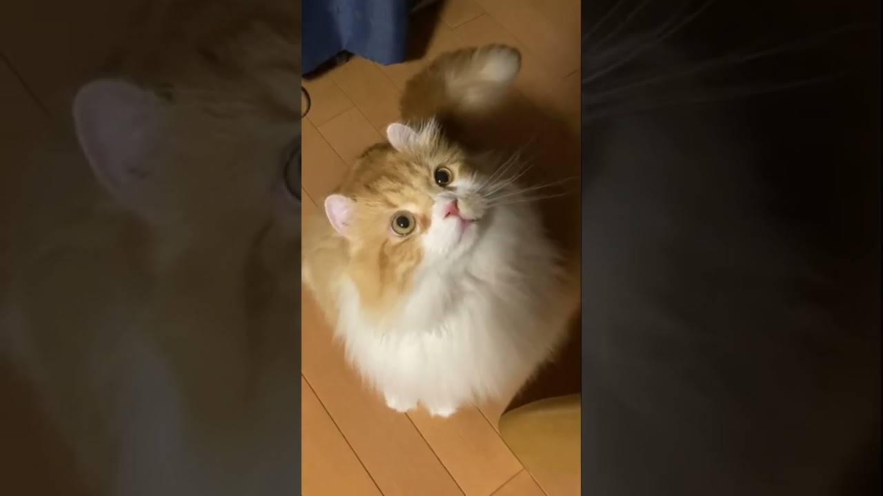 【ｱﾒﾘｶﾝｶｰﾙmocca】モザイク編集に時間がかかって文字入れを手抜きされた猫 #shorts #ねこ #猫 #アメリカンカール