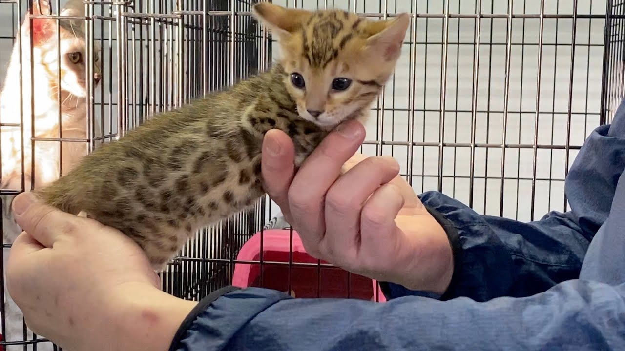 ベンガル猫の聖地。リアルキャットさんに遊びに行きました！