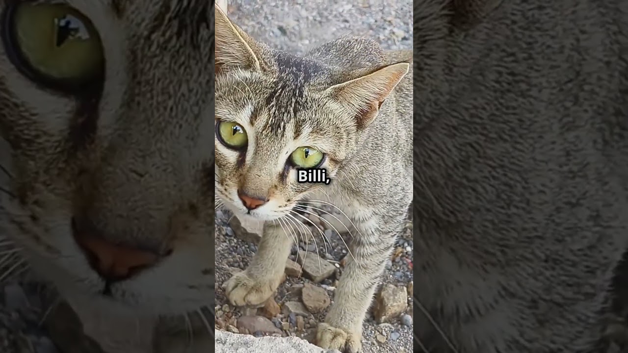 Top 10 Indian Cat Breeds You Must Know!  #cats #cat #worldcat
