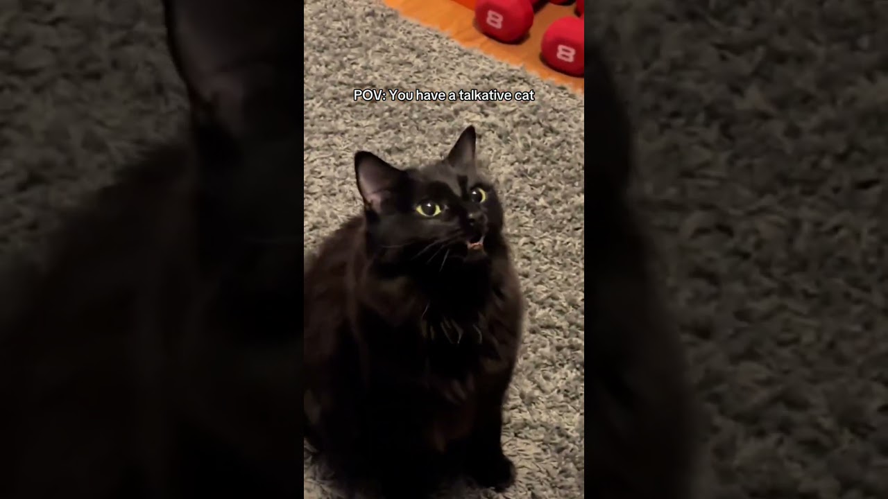 Living with a Cat That Never Stops Talking