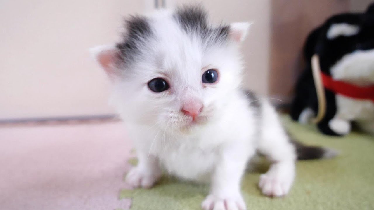 パンダから落下した子猫でしたが、ミルクの音に気づいてご機嫌になる？【赤ちゃん猫　保護猫】