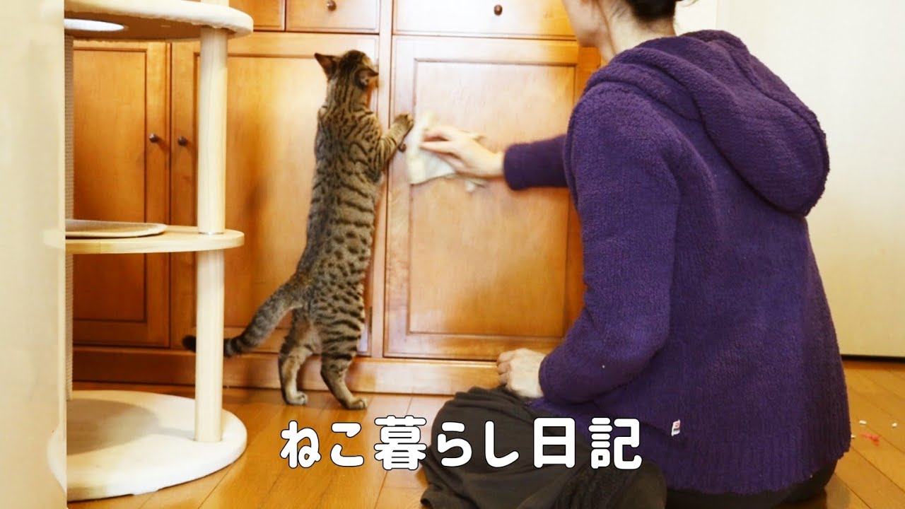 【寒さ厳しい日の猫屋敷の１日】いつも全力！にゃんにゃんたろうとマイペース猫達