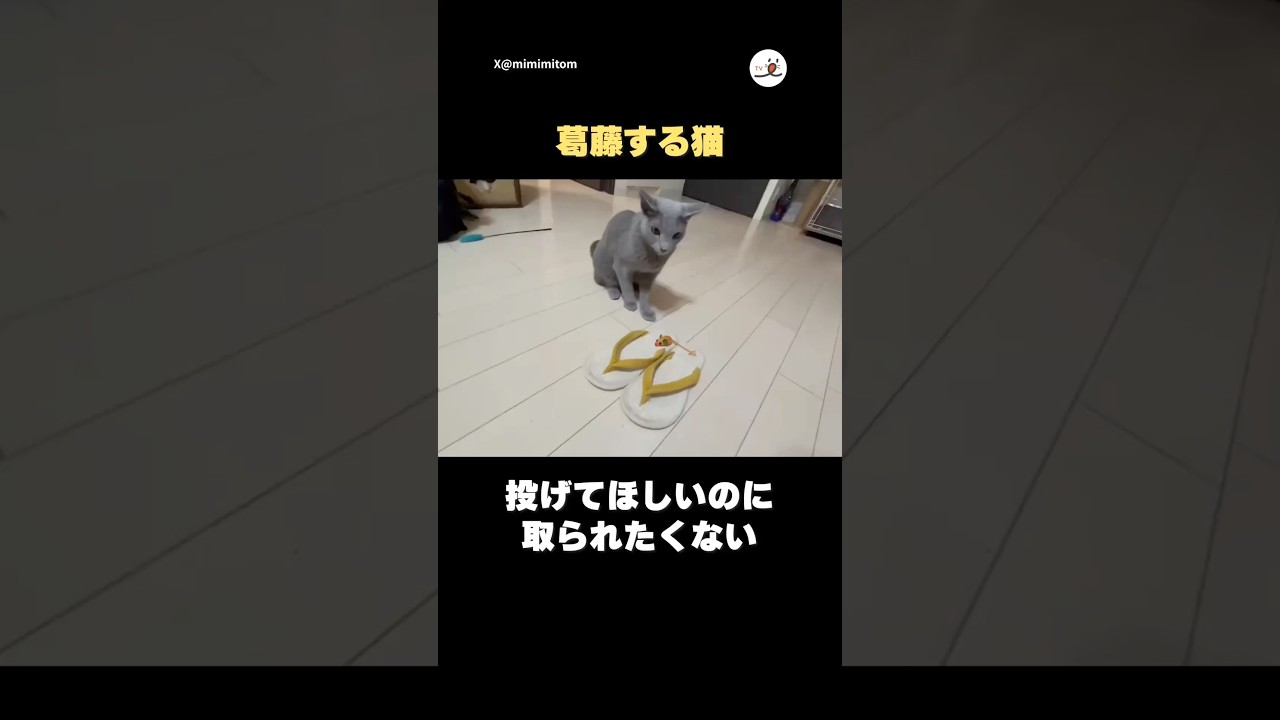 どっちも”ほしい”！｜PECO #ロシアンブルー #猫 #愛猫家 #猫のいる暮らし #russianblue #cat #catlover #catlife