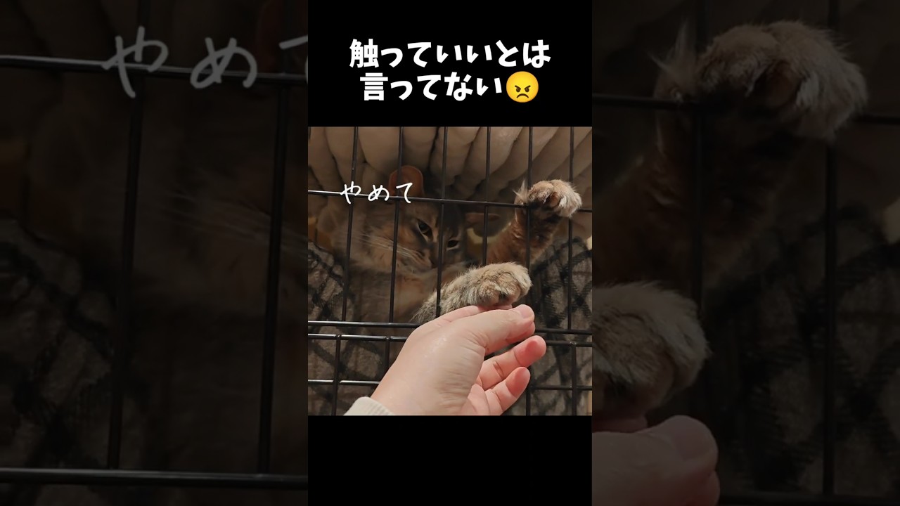 【猫動画】飼い主をやんわりと拒否するソマリ　#cat  #cats #shorts #猫 #ねこ