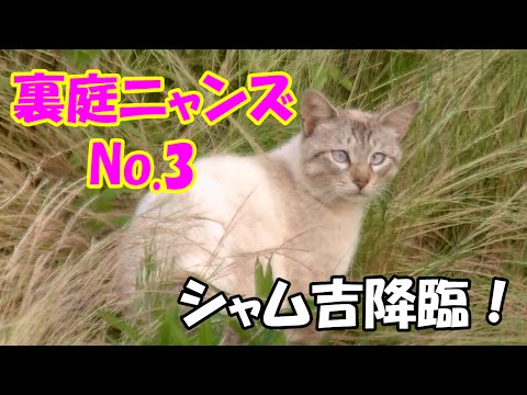 一年ぶりに現れた白猫　これがシャム吉だ！！　White cat Shamu-kichi