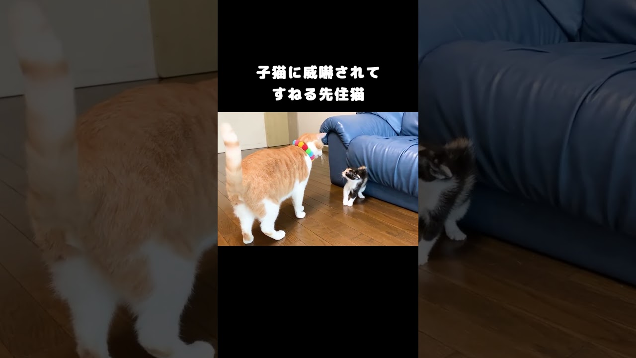 子猫に威嚇されてすねる先住猫 #保護子猫