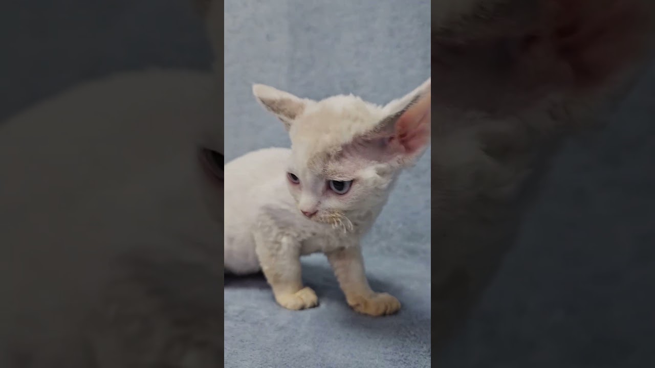 Sabrina Pointed with White Devon Rex Female Kitten Available Now | Purebred Kitties
