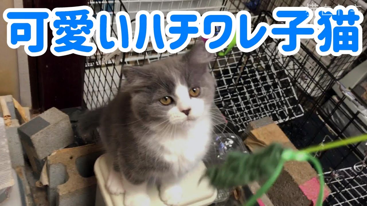 可愛い子猫｜ハチワレスコティッシュフォールドの猫動画