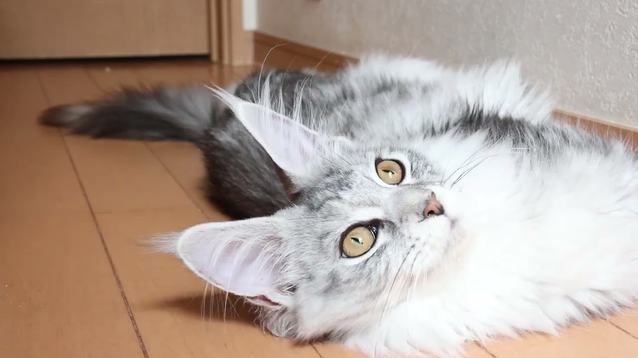 シルバーのメインクーン子猫マーゴちゃん生後4ヶ月