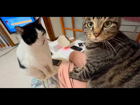 ママの膝の上を取り合いする猫