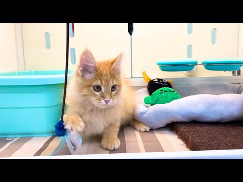 メインクーン　子猫　綺麗なお顔