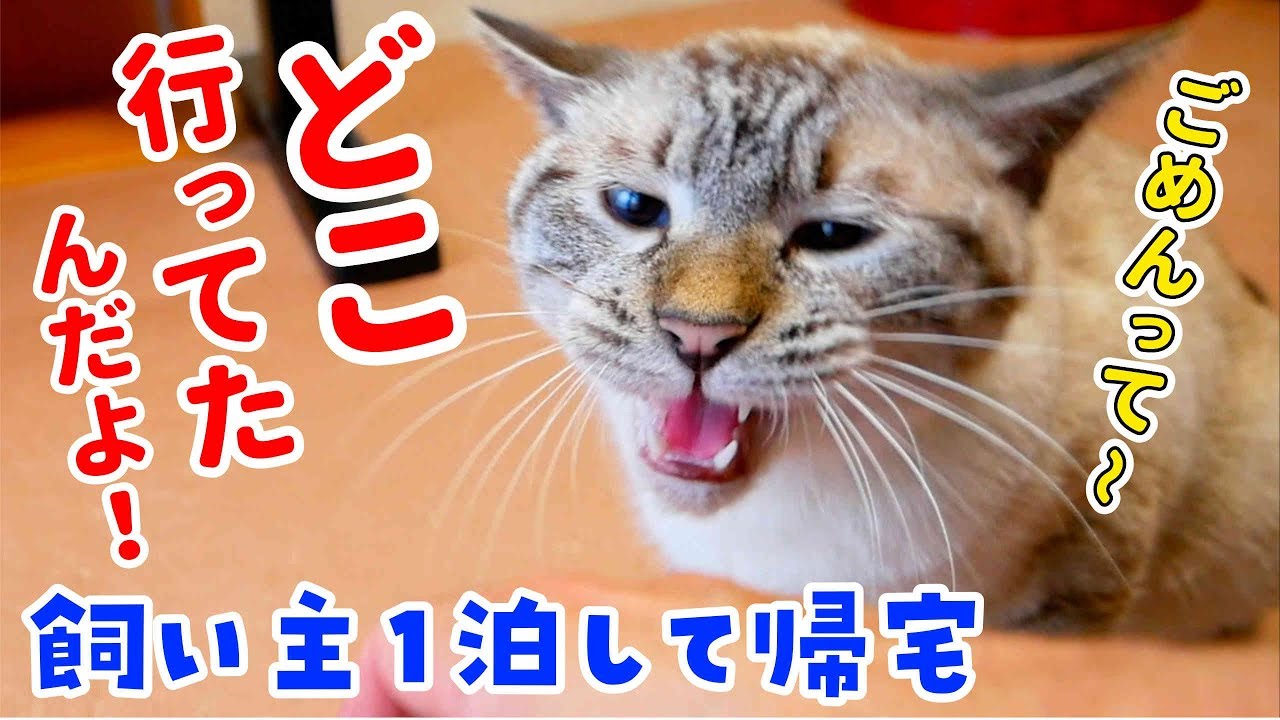甘えさせろ〜！と怒りまくる猫と再会して必死に謝った結果…