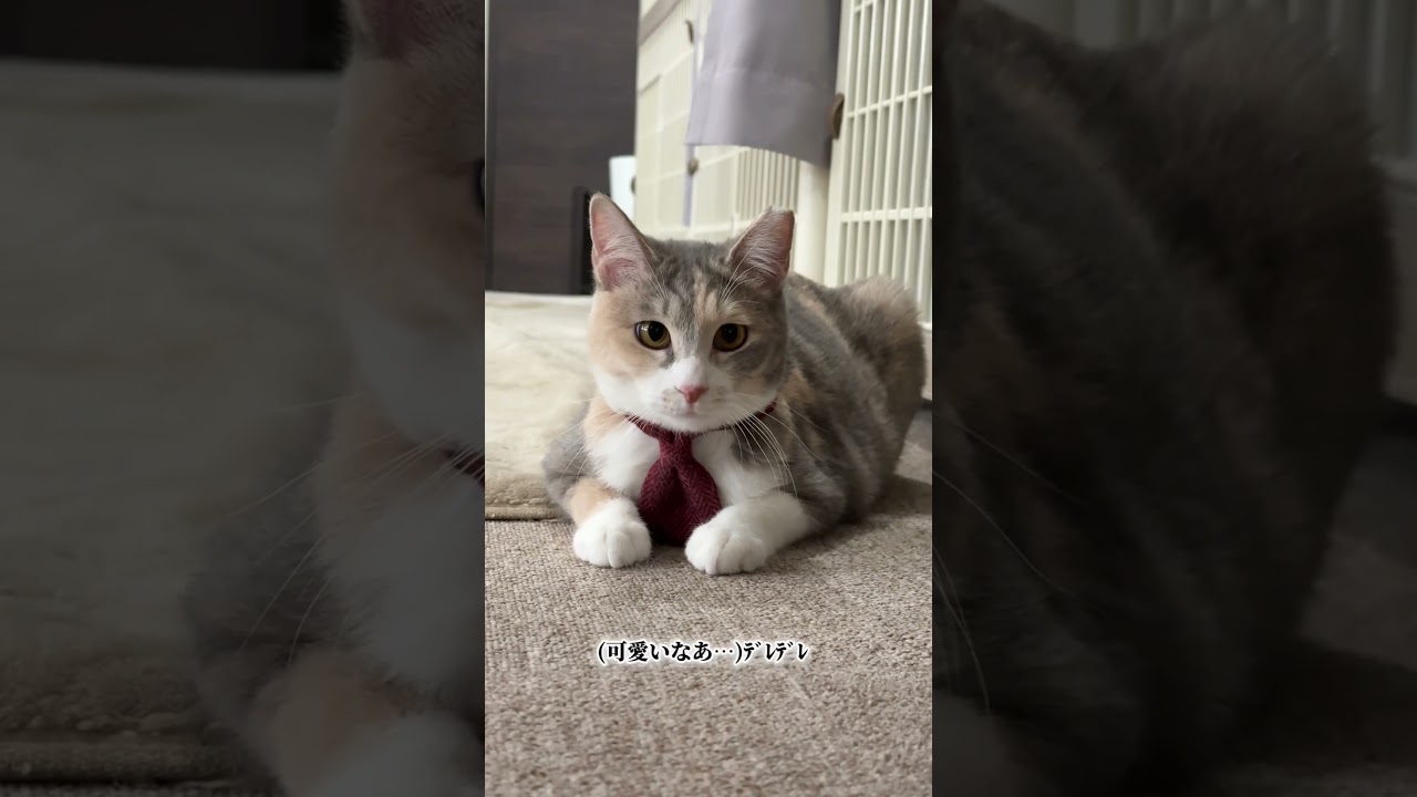 むっちゃんカフェデビュー。#保護猫