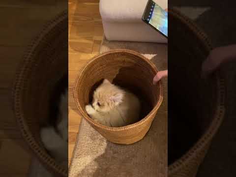 【猫のいる暮らし】#ペルシャ#cat #スコッティッシュフォールド #猫