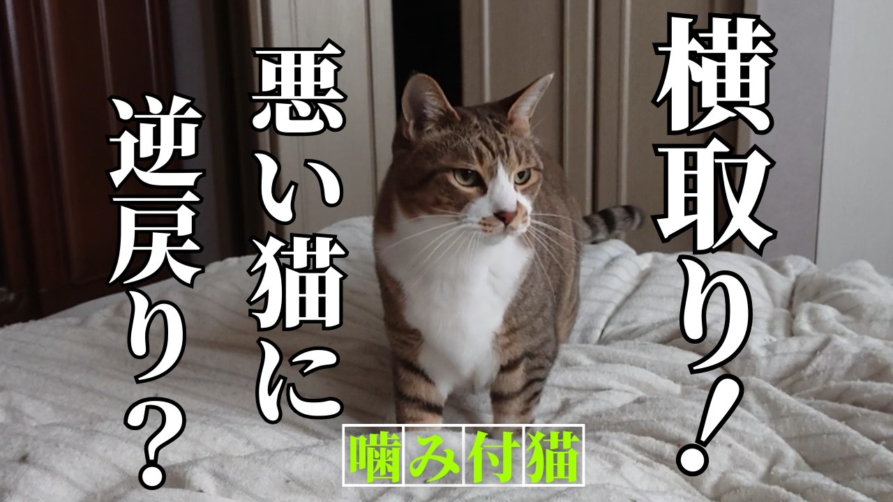 子猫の頃に育てた保護猫が遊びに来た時、我が家の先住猫達は仲良くできるのだろうか？episode4