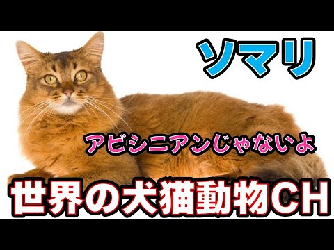 「ソマリってどんな猫？性格・特徴・魅力をまるごと解説！」_#世界の犬猫動物CH