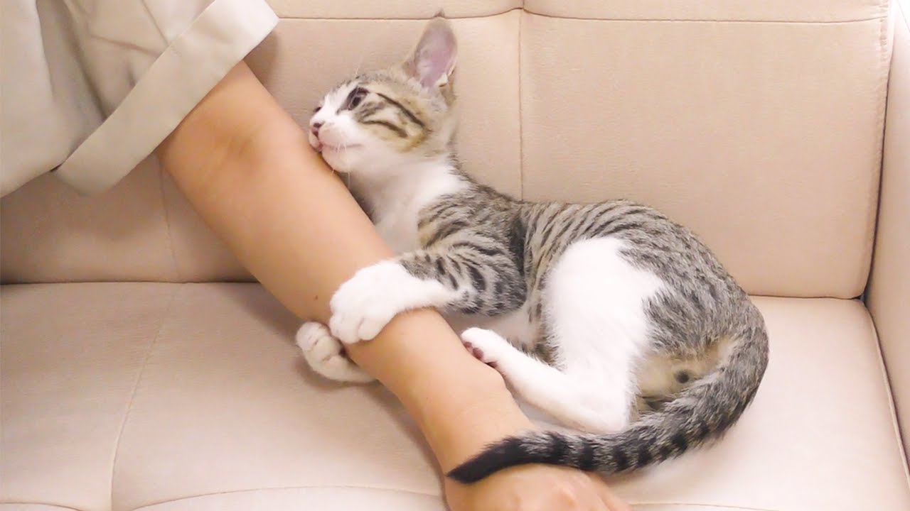 嫁さんが半日家を空けたら寂しがり屋の子猫がこうなっちゃいました...♡