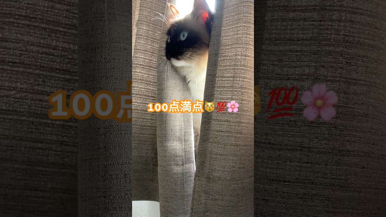 たぬきに似た猫のお気に入りスポット #ragdolls #cats #shorts #ラグドール #猫のいる暮らし #猫動画 #ショート