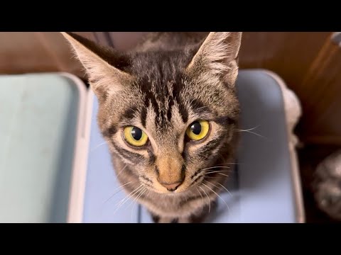 さよなら…【保護猫】