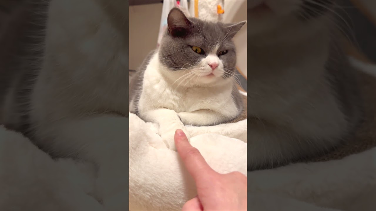 飼い主が発作起きてますｗ #お出迎え猫 #猫のいる暮らし #猫 #cat #ブリテッシュショートヘアー #ねこ