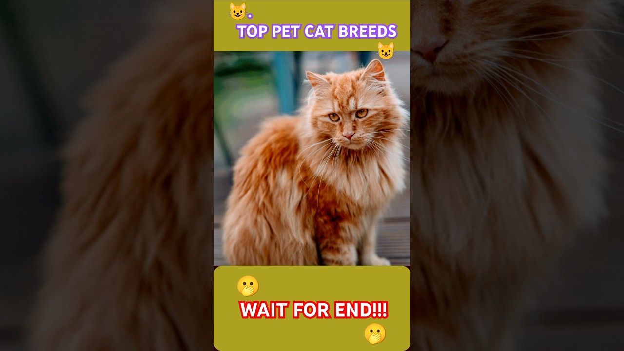 Cat Lovers Are Obsessed with These Top 10 Breeds Right Now | #shorts #trending #cat