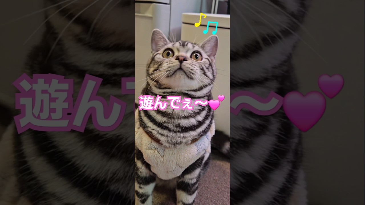 アメショー子猫がキョロキョロ💕オモチャの反応抜群❗#Shorts#cat