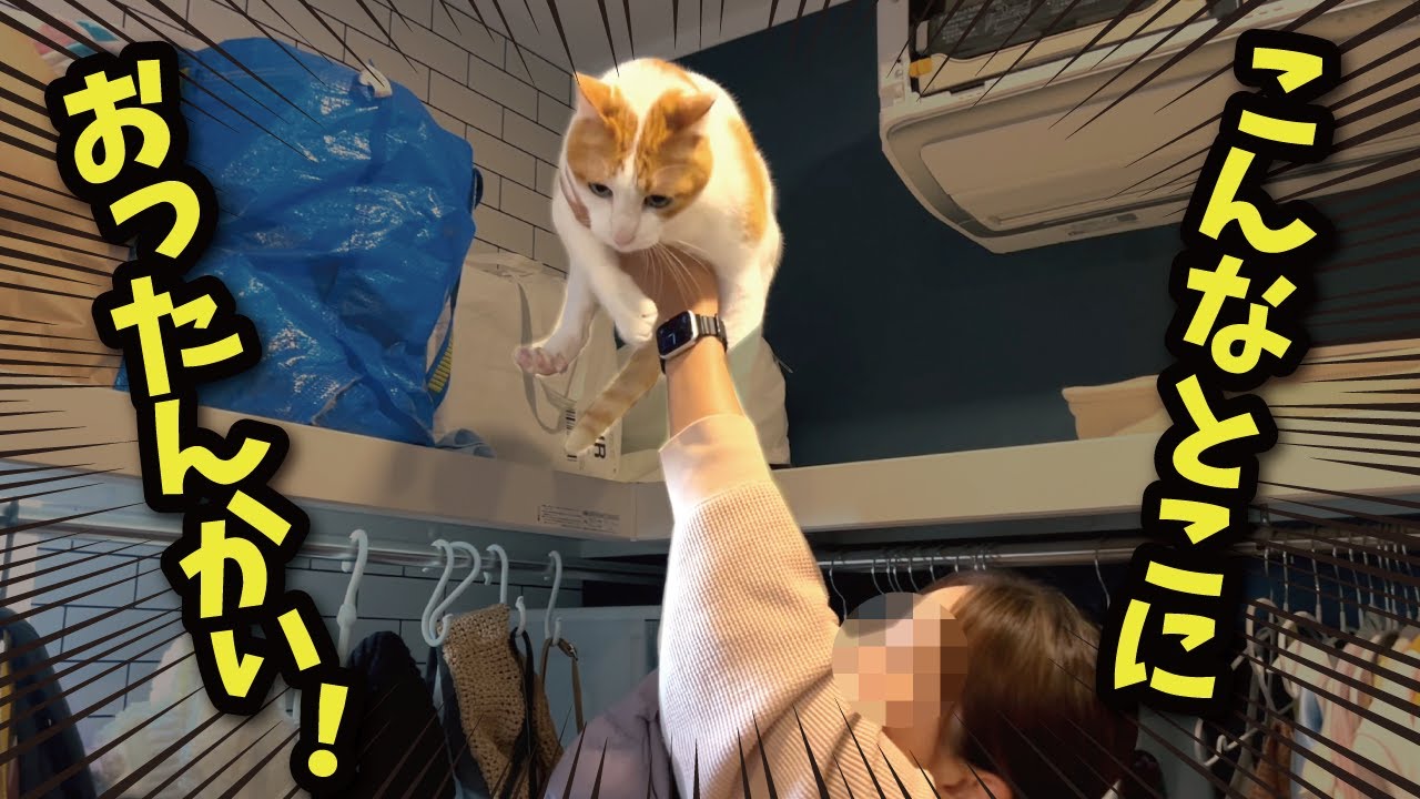 猫が行方不明になったと思ったらとんでもないところで見つかりました…！！【関西弁でしゃべる猫】【猫アテレコ】