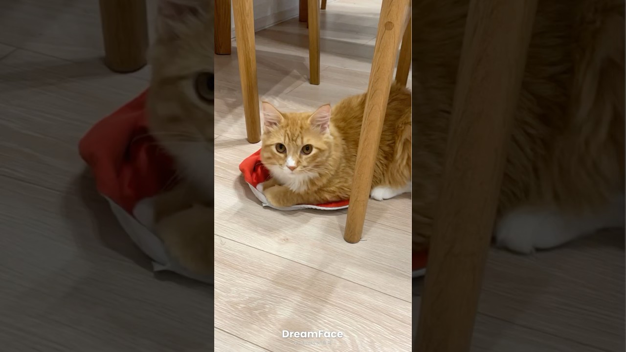 赤白帽をクッションにするヴェルくん #猫#cat#サイベリアン #Siberian #Mau Mau#猫のいる生活