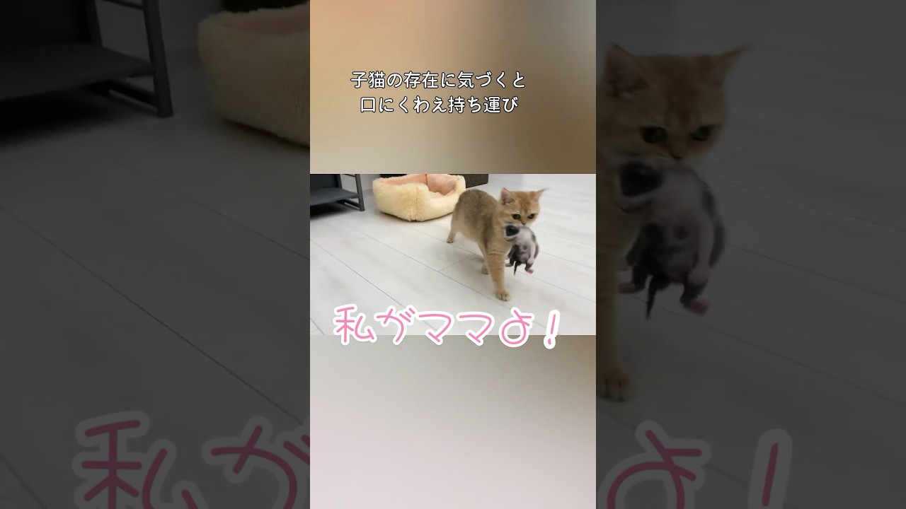 出産直後の飼い猫に孤児の赤ちゃん猫を託してみたら・・・ #感動 #猫  #子猫