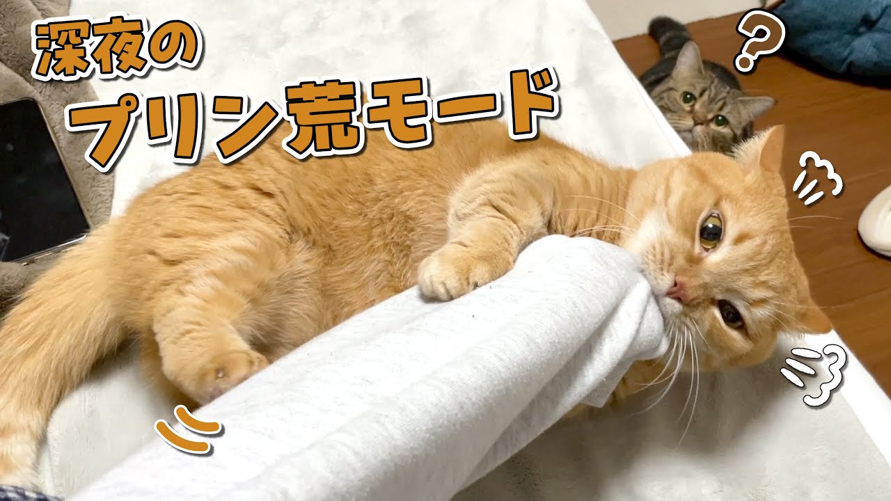 興奮した兄猫を見た弟猫のとった行動が面白すぎた！