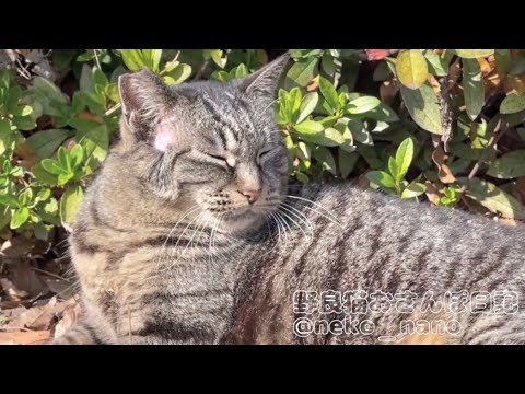 苦手な黒猫ちゃんが近くに来た時の感情が顔に出すぎなキジトラ