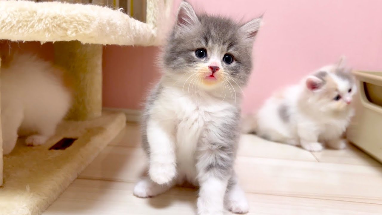 【マンチカンの子猫】本日の子猫達の様子を邪魔しながら見ている件 ～猫のいる生活Vol.1077～出産動画 マンチカン短足・ミヌエット・ペルシャ猫専門ブリーダー『ペット蔵人』【子猫の成長記録】