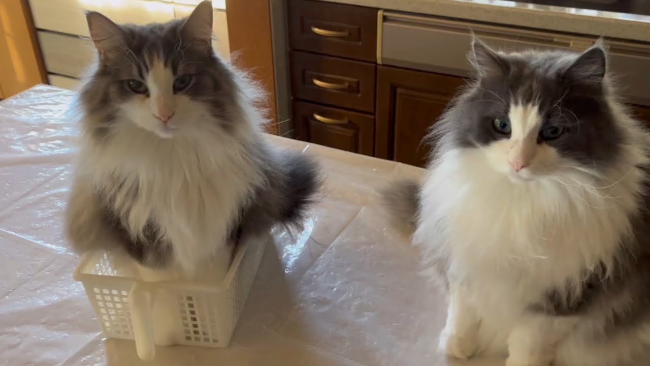 【かわいい♡】ちっちゃいカゴも大人気！！ノルウェージャンフォレストキャットとターキッシュアンゴラ