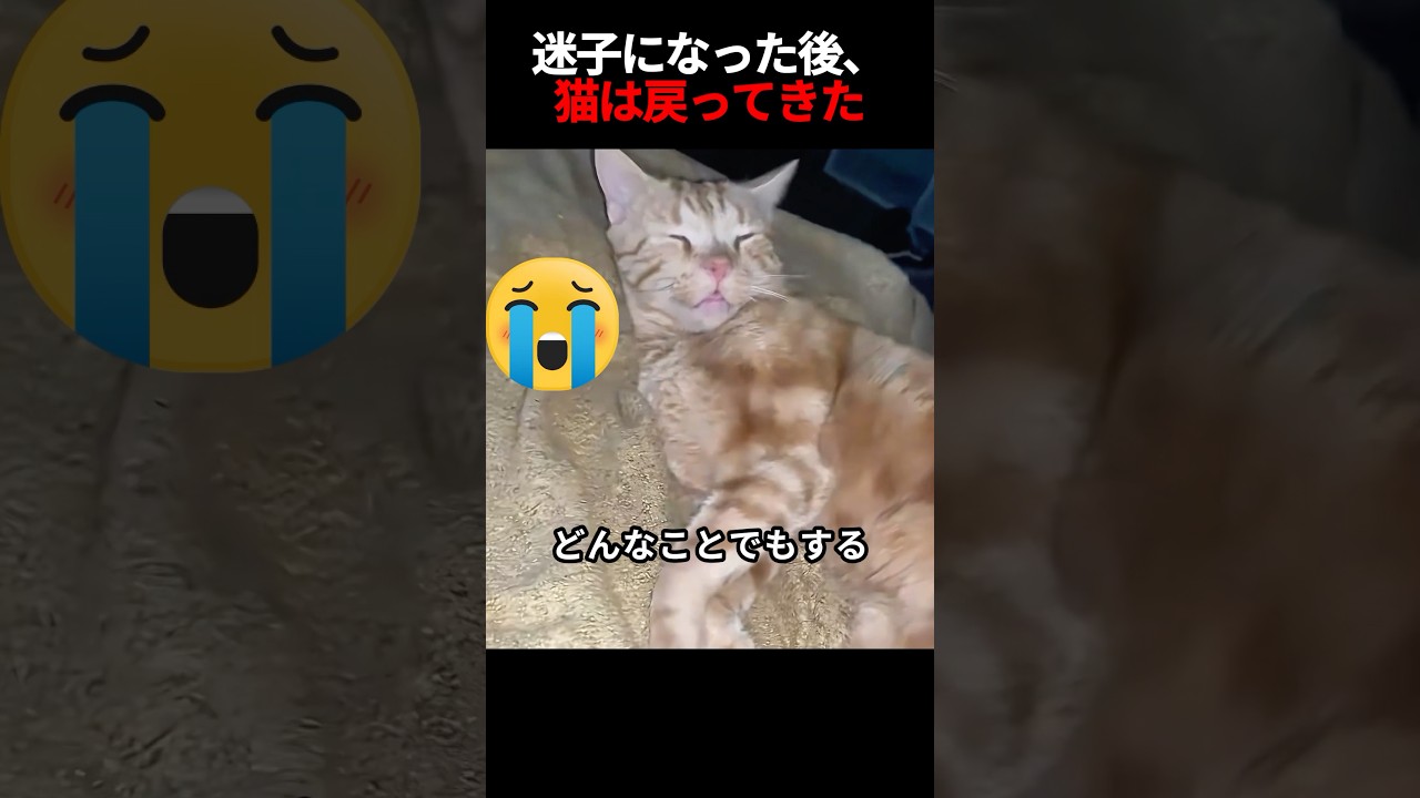 迷子になった後、飼い猫が再び彼女を見つけた