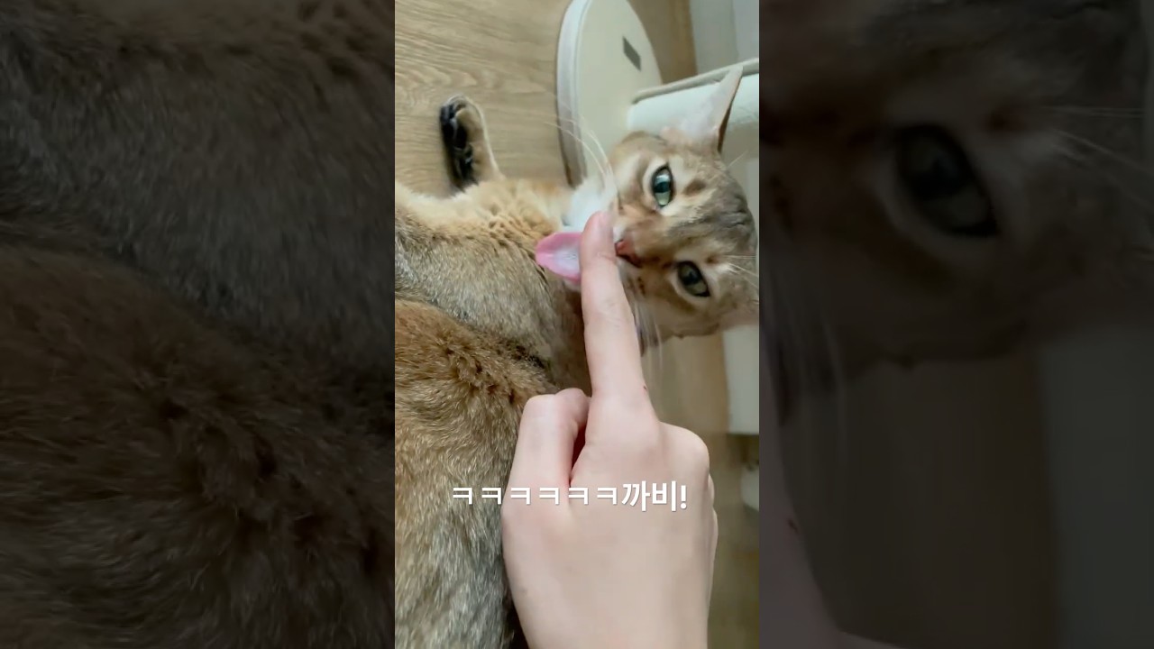 앗ㅋㅋㅋ 쑤시기 실패....에잇!!!!#고양이#아비시니안#9농이#shorts