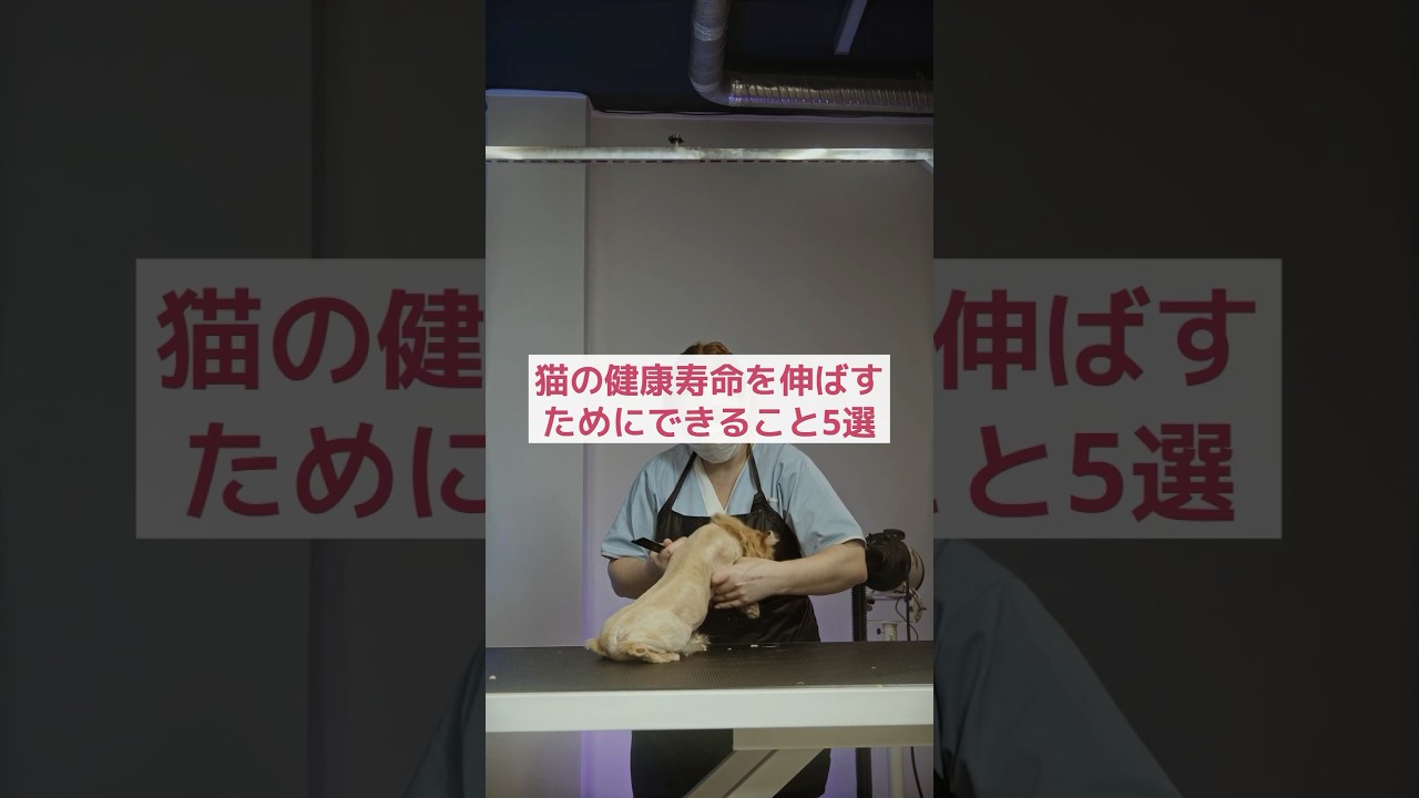 【動物雑学AI】猫の健康寿命を伸ばすためにできること5選🐾 #shorts