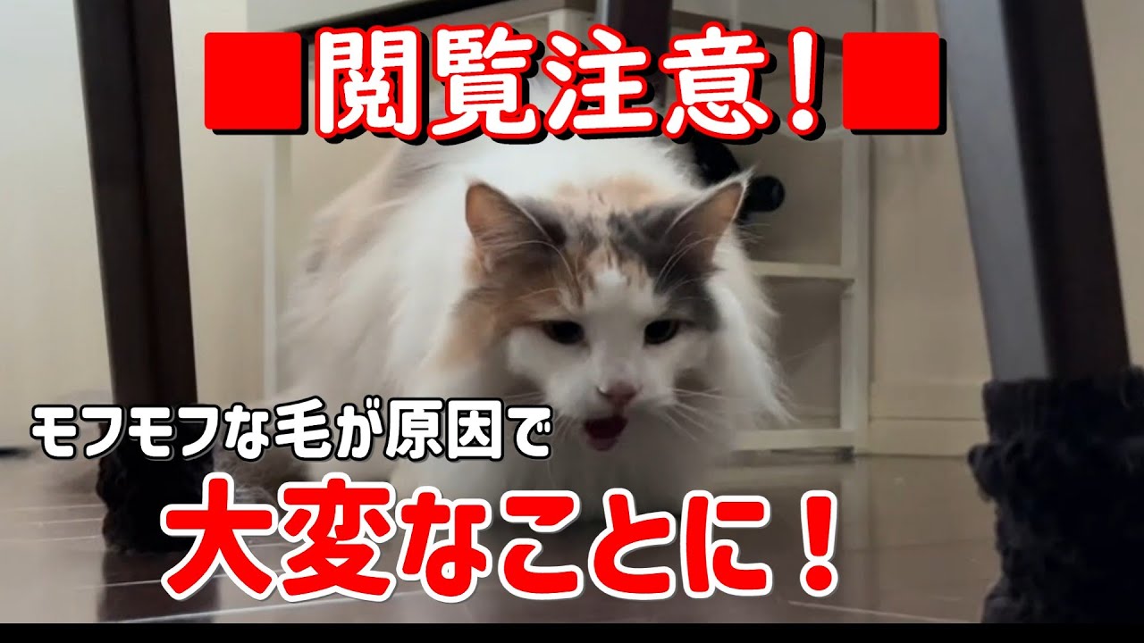 長毛猫ノルウェージャンフォレストキャットは要注意！【猫が毛玉を吐く動画です】