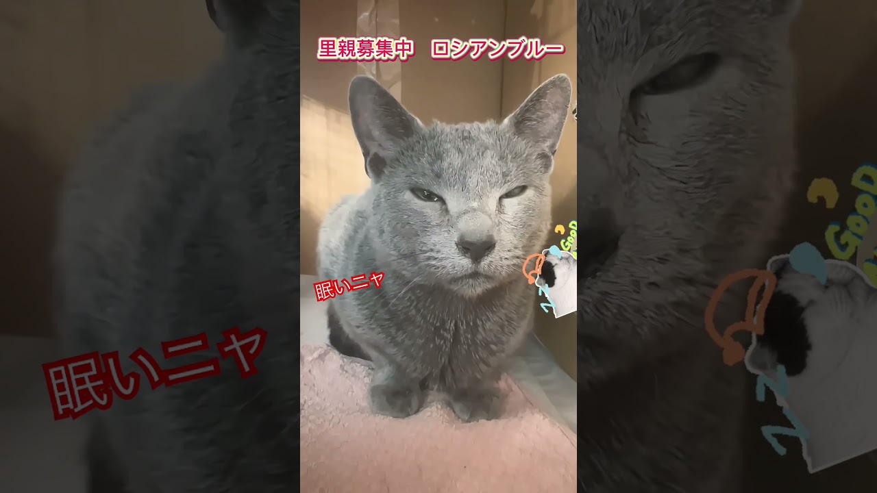 #里親募集中　#ロシアンブルー