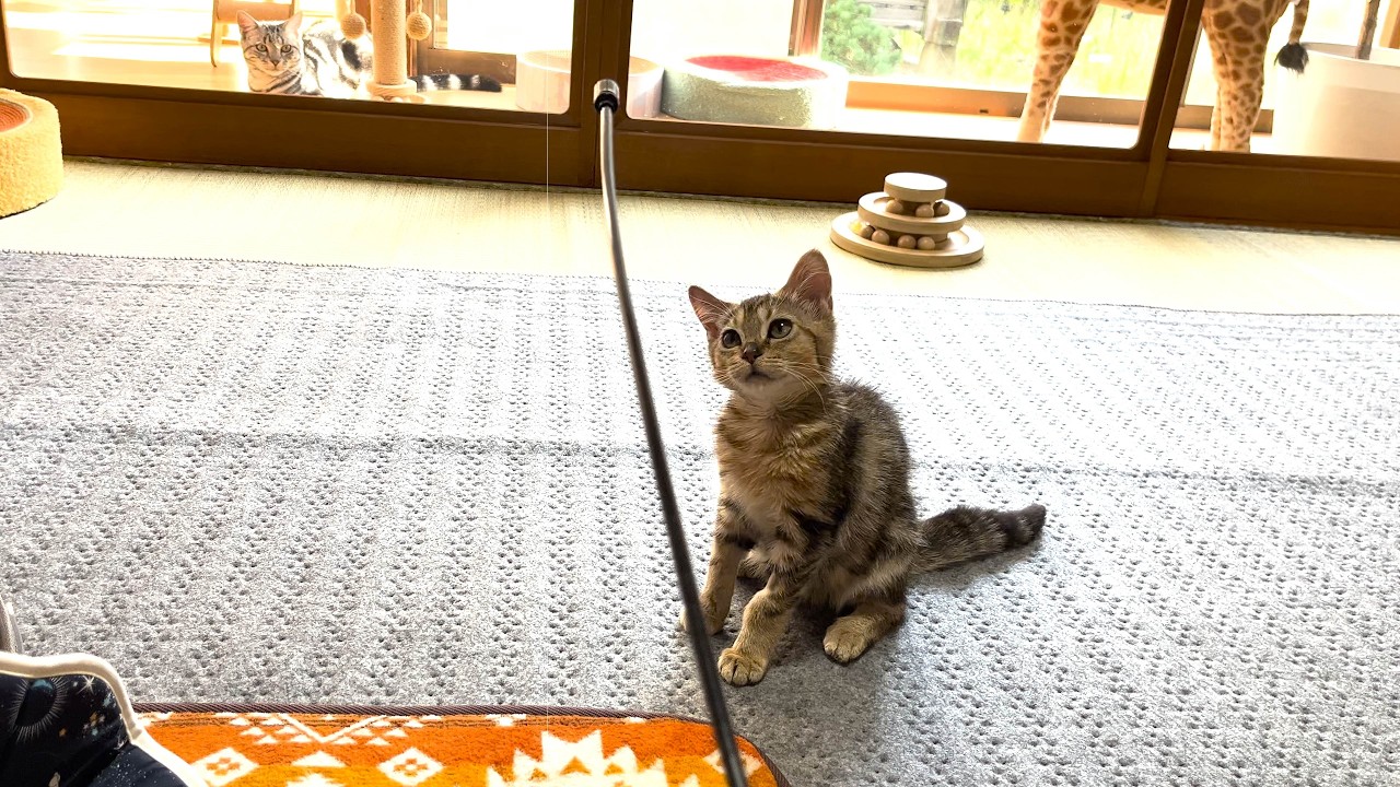 賃貸の住まいを壊そうとする子猫たちに、更なる危険が迫る。