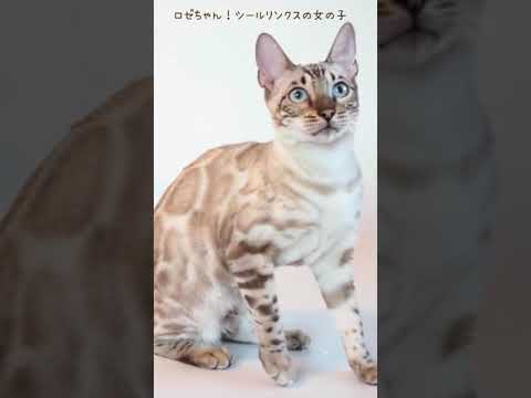 ベンガル ブルーアイが美しい女の子