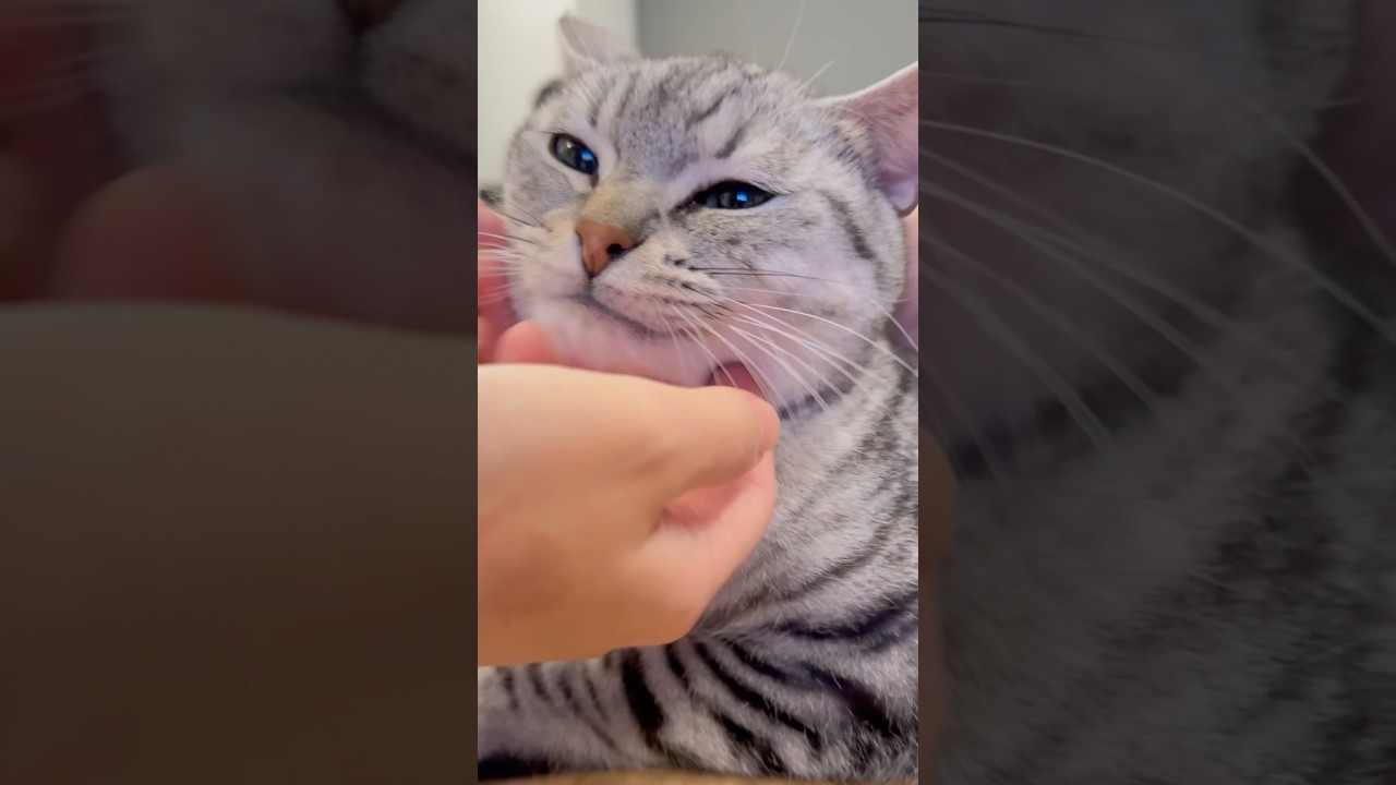 マッサージが気持ち良すぎてトロけちゃう猫!! #shorts #猫 #cat