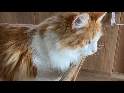寒くてゴロゴロな猫タイム【マリー（メインクーン）】