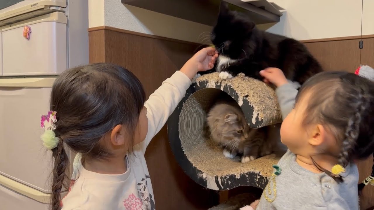 帰宅直後の飼い主を前に落ち着かない猫　ラガマフィン　サイベリアンRagamuffin. Siberian