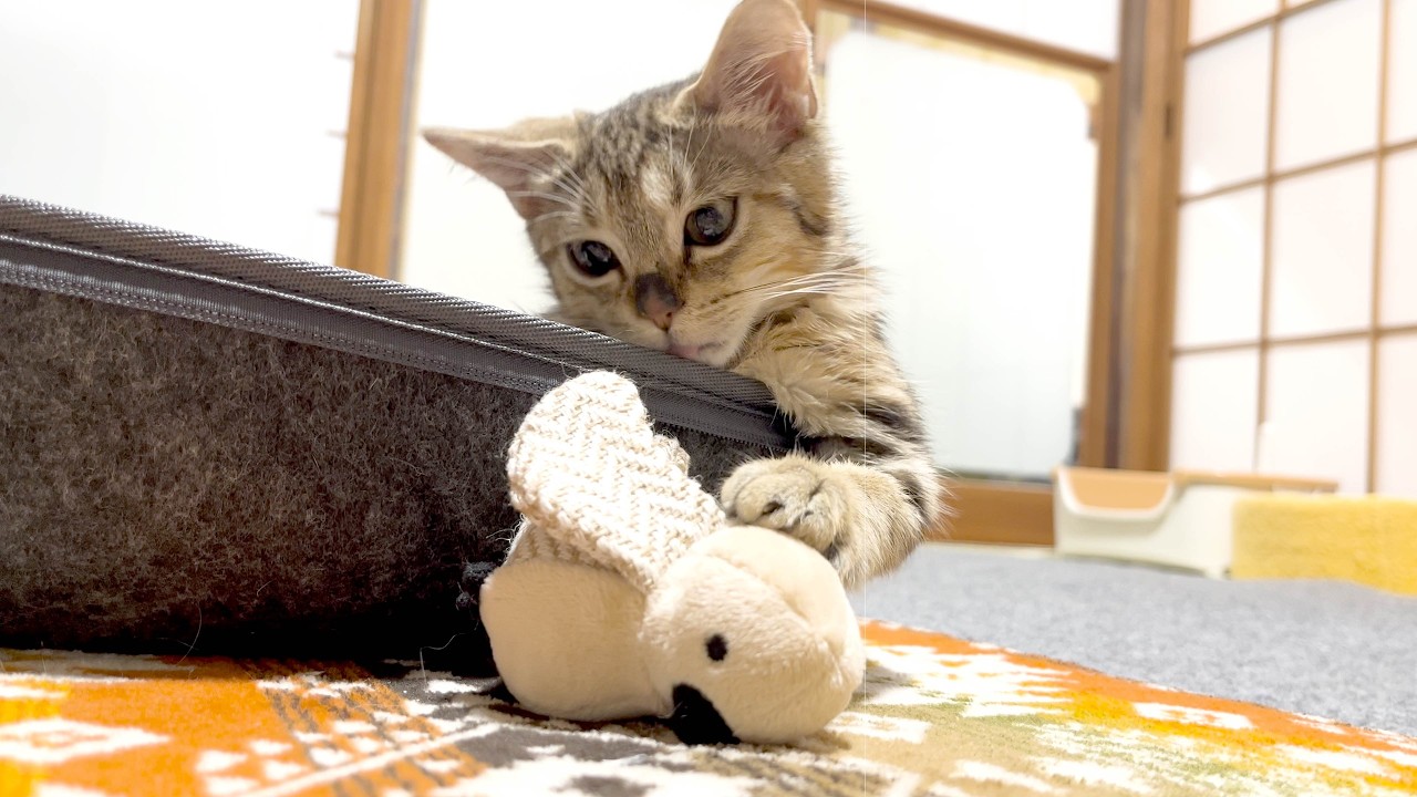血糖値センサーが小さく見えるくらい成長した子猫。元気を取り戻しエアーふみふみも披露！