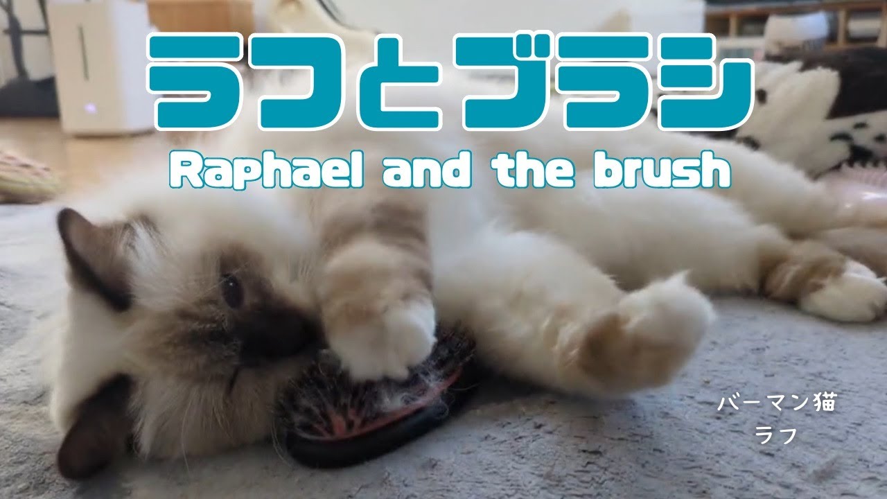 バーマン猫ラフ【ラフとブラシ】Raphael and the brush（バーマン猫）Birman/Cat