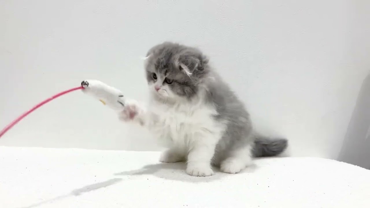 【1/28撮影】猫じゃらしに俊敏な動きを見せるスコティッシュフォールドちゃん