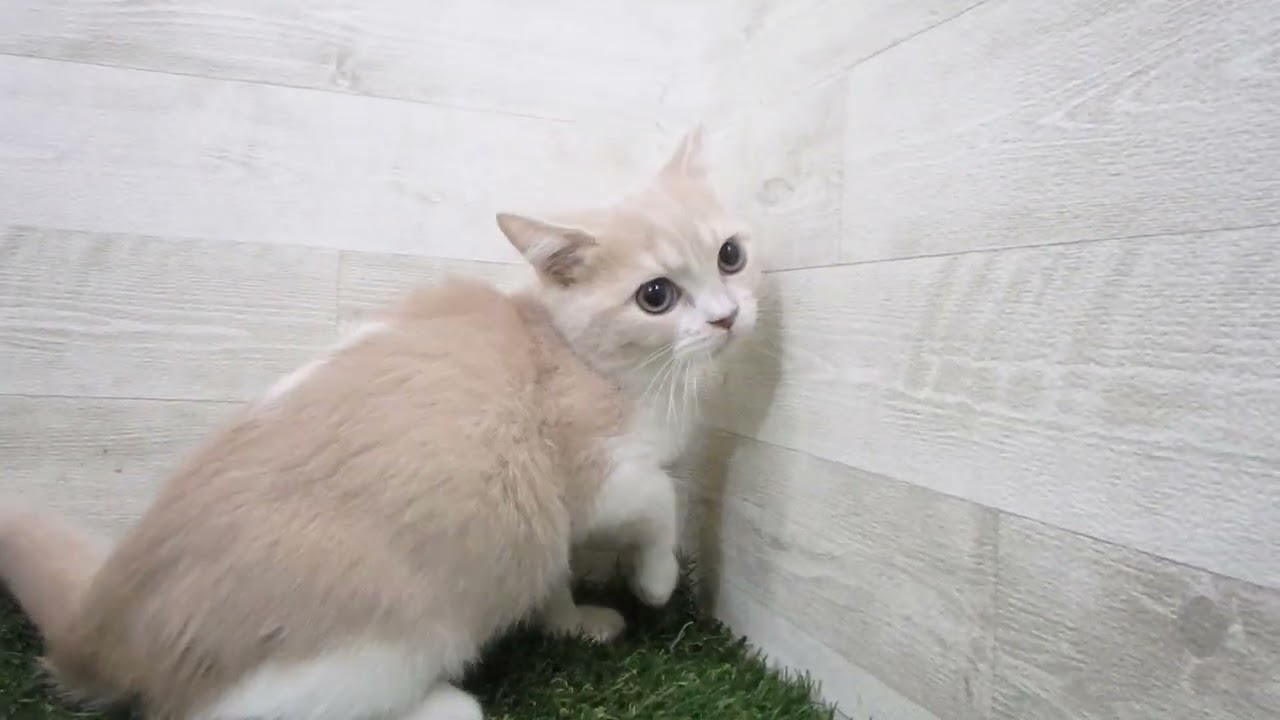 ペットショップcoo&riku No.00706047 ブリティッシュショートヘアー